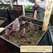 Image result for Tinnea galpinii