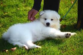 Main breed characteristics, personality and character, health and potential problems and the other information. Japan Spitz Rassebeschreibung Zooplus Hundemagazin