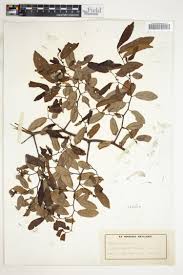 Image result for isolona lebrunii