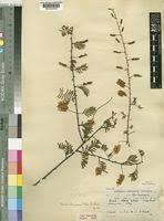 Image result for Acacia chariessa