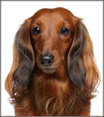 Cute four month old hot dog, weiner dog, badger. Long Haired Dachshund