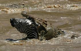 A crocodile opens its jaws to bite a bewildered zebra in a nature reserve in kenya the zebra's belly is torn as the crocodile clamps down. Hey Crocodile You Want A Zebra For Lunch Saltwater Crocodile Crocodile Animal Big Animals