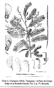 Image result for Sesbania