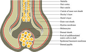 The cortex provides strength to the hair shaft and also determines the color and texture of your hair. Anatomy And Physiology Of Hair Intechopen