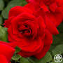 Black Rose Beauty from heirloomroses.com