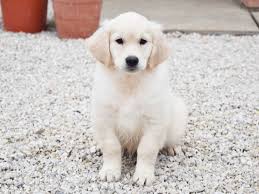 Purebred puppies for sale near me. Golden Retriever For Sale Golden Retriever Puppies