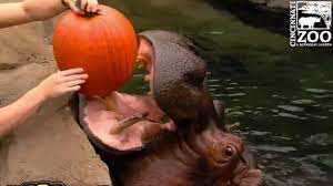 Trick Or Treat Fiona The Hippo Chows Down On Pumpkin 9news Com Au Fiona The Hippo Baby Hippo Hippo