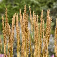 Image result for Sorghastrum