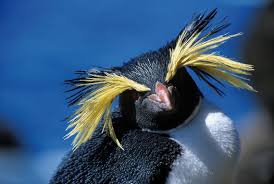 Penguins are quick to understand and respond to a complex of language and gestures. Rockhopper Penguin Facts Pictures More About Rockhopper Penguin