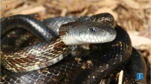 In urban areas occasionally grass snakes turn up in gardens, but. Chicken Snake Versus The Poisonous Varieties