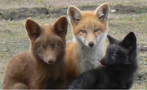 Maybe you would like to learn more about one of these? How To Deter Foxes Humanely