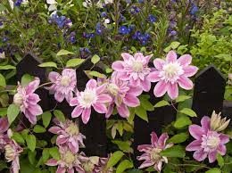 We did not find results for: Clematis Josephine Early Large Flowered Clematis