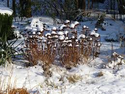 Es mag zwar winter sein, aber euer ziergarten braucht euch noch! Der Garten Im Winter Und Was Zu Tun Ist Nachgeharkt