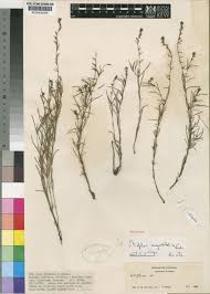 Image result for Otiophora