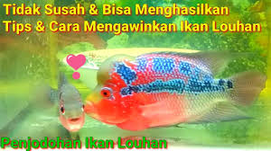 Berikut beberapa langkah cara budidaya ikan louhan di akuarium dan juga kolam untuk usaha dan bisnis tambahan modal kecil. Tips Cara Mengawinkan Budidaya Ikan Louhan Youtube