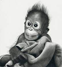 Realistic Baby Drawings Of Animals Perangkat Sekolah