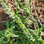 Image result for Chlorophytum africanum