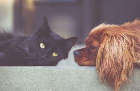 Can Cats And Dogs Sense Pregnancy