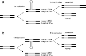 Instability Of Ctg N Cag N Trinucleotide Repeats And Dna Synthesis Cell Bioscience Full Text