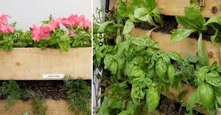 Research which herbs you would like to grow and whether they are suitable for a pallet garden. How To Make A Pallet Garden