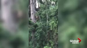 Breaking news, world news, british columbia news & more. West Kelowna Man Caught On Video Tossing Burning Object Into Bush Could Face Charges Rcmp Globalnews Ca