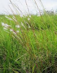 Image result for Andropogon eucomus