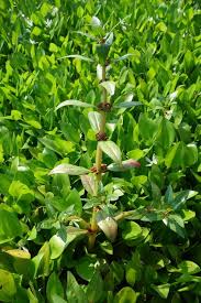 Image result for Bergia capensis