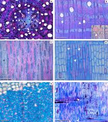 Image result for Ficus pseudomangifera