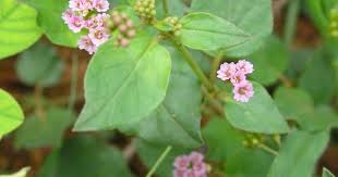 Image result for Boerhavia repens