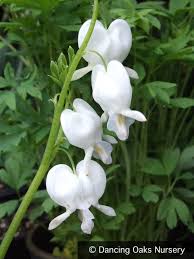 Image result for Dicentra spectabilis alba