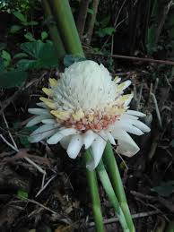 Image result for Laggera elatior