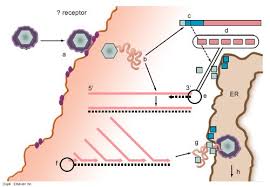 Hepatita c provine din virusul hepatitei c (vhc). Hepatita C Ciclul De Viata Al Virusului