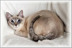 Their tails are marked with various rings of colour and it extends all the way upwards to the tail. Breed Color Point Varieties Page