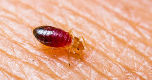 How to get rid of bed bugs permanently fast? 5 Ways To Stop Bed Bugs From Biting You Rentokil Indonesia