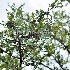 Image result for Lannea humilis