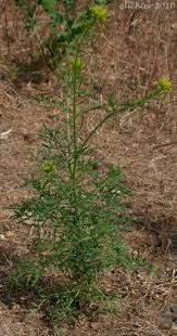 Image result for Cyphia brachyandra