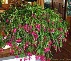 Since the christmas cactus likes its roots tight in the pot, you don't want to do a major upgrade on the pot size. 200 Christmas Cactus Ideas Christmas Cactus Cactus Cactus Flower