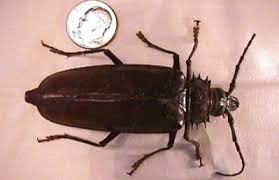 Search for palo verde beetles around the base of tree trunks; Gibson Palo Verde Root Borers Just Come With The Season Home And Hearth Pinalcentral Com