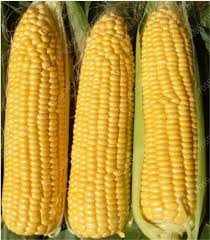 Kami nak kongsi cara cepat dan mudah untuk rebus jagung. Best Jagung Manis Brands And Get Free Shipping 1k286jf4