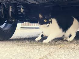 Anschließend wird automatisch anhand ihrer eingegebenen daten ein suchplakat erstellt, das sie herunterladen können, um sofort mit der suche in ihrer nachbarschaft zu beginnen. Katze Oder Hund Vermisst Das Konnen Sie Tun Tasso