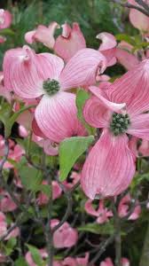 Maybe you would like to learn more about one of these? Flowering Dogwood Uk Cornus Kousa Cornus Florida For Sale