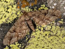 Image result for Eupithecia lanceata