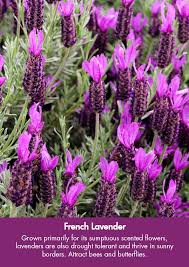 French Lavender Grown For It S Sumptuous Scented Flowers Lavenders Are Also Drought Tolerant And Thrive Growing Flowers Lavender Garden Garden Center