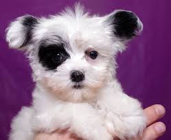 We would like to show you a description here but the site won't allow us. Havanese Puppies Nc Cost The Y Guide