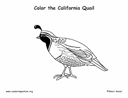 We have collected 38+ quail coloring page images of various designs for you to color. Quail California Coloring Page
