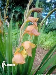 Image result for Gladiolus dalenii