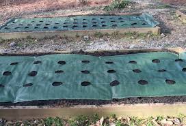 Note, if you plant your vegetable garden from seeds rather than plants, corn gluten may kill vegetable seeds as well. Weed Control Options For The Home Vegetable Gardener Uga Cooperative Extension