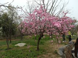 Image result for Prunus persica