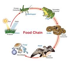 What Is The Proper Layout Of A Food Chain Quora Food Chain Food Chain Activities Simple Food Chain