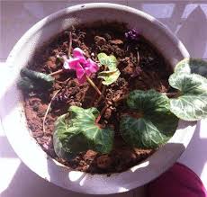 Det skal være fugtigt at røre ved, men aldrig træt. Specific Analysis Of The Yellow Leaves Of Cyclamen The Plant Aide